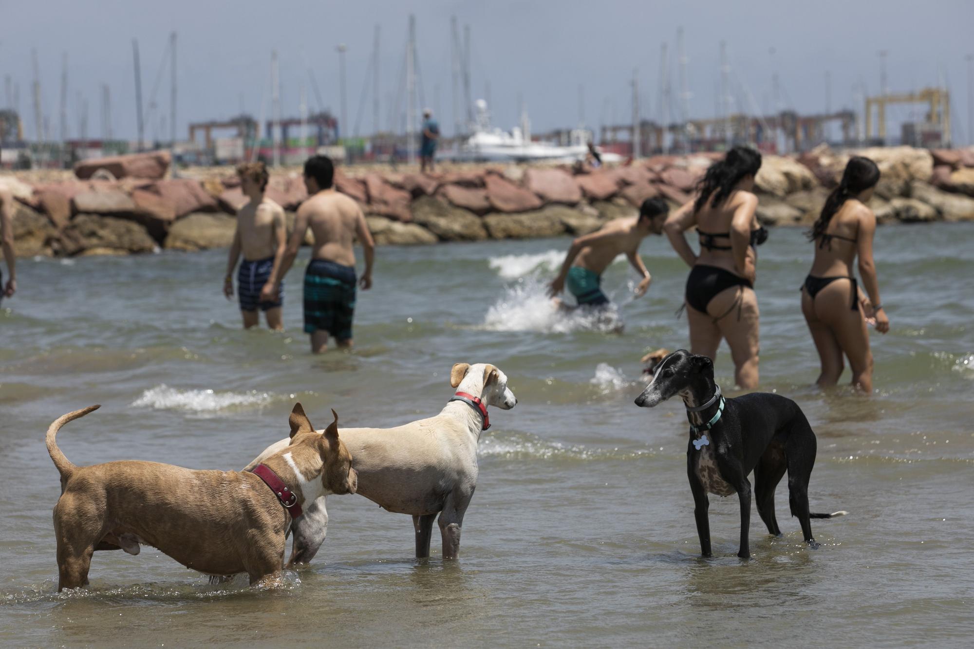 Playa canina de Pinedo