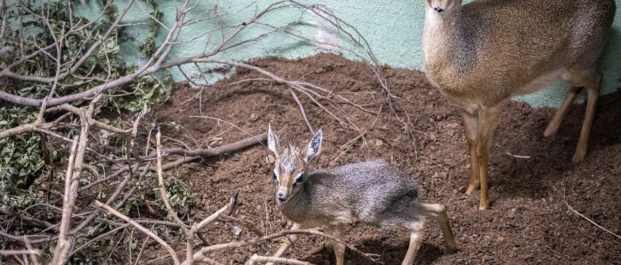 Nou antílop al Bioparc