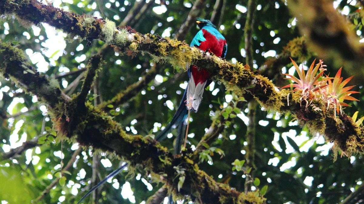 Parque Internacional de La Amistad, Costa Rica