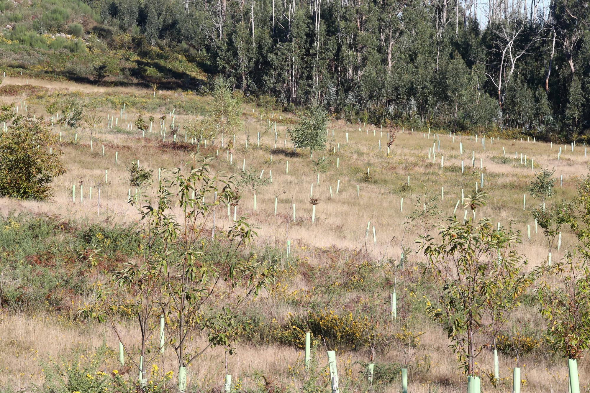 La reforestación de Chandebrito es más que una realidad cinco años después de la tragedia