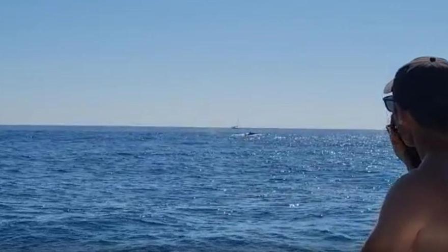 Avistan dos ballenas de 20 metros en la costa de Dénia