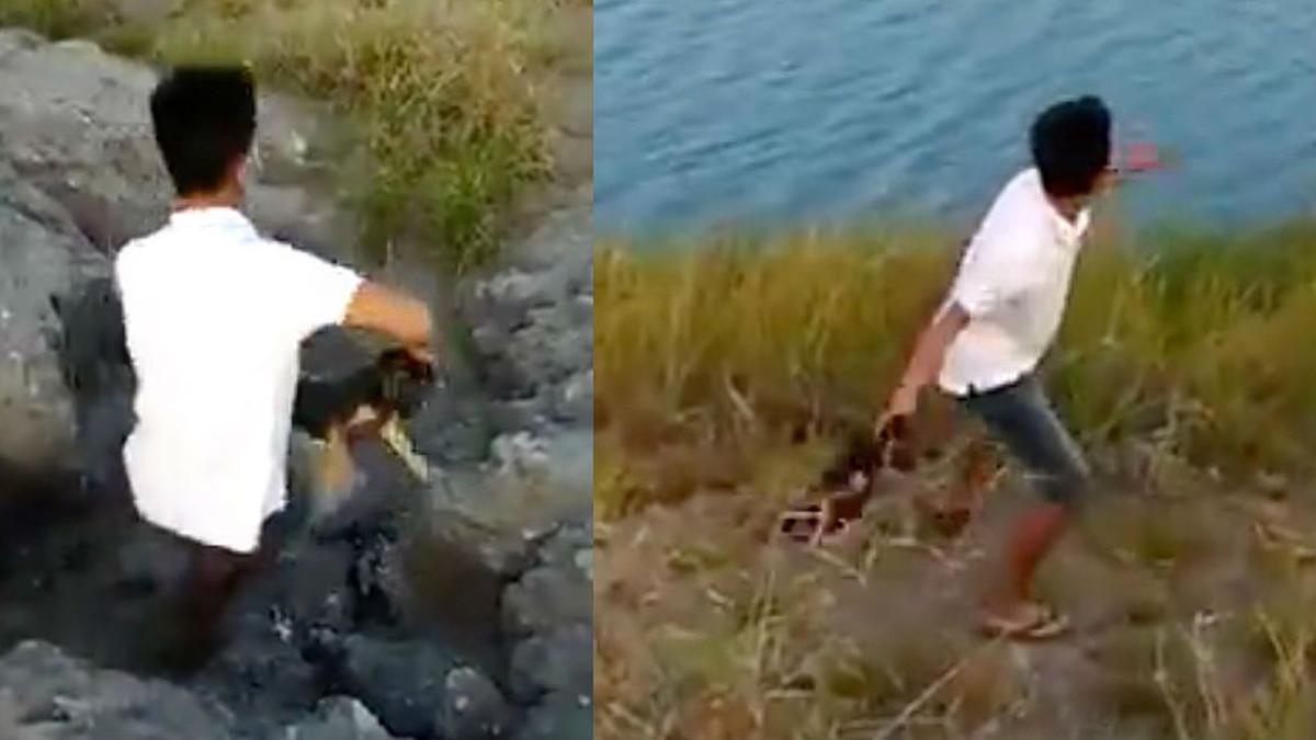 El menor lanza el cachorro al agua infestada de cocodrilos.