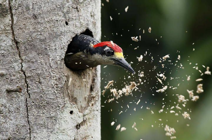 Las 15 fotografías de animales más curiosas del 2015