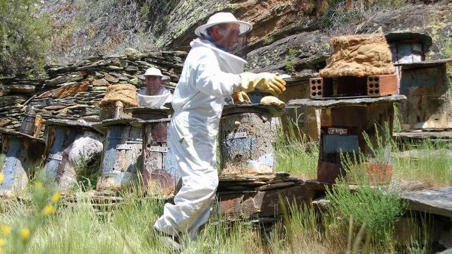 Apicultores de Muelas de los Caballeros en un colmenar tradicional.