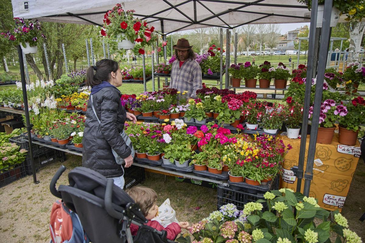 Una gentada s’ha acostat per visitar els 34 expositors presents, per participar en algun dels tallers programats o passejar per l’espai natural de la Fira de la Flor i el Planter. Una gentada s’ha acostat per visitar els 34 expositors presents, per participar en algun dels tallers programats o passejar per l’espai natural de la Fira de la Flor i el Planter.