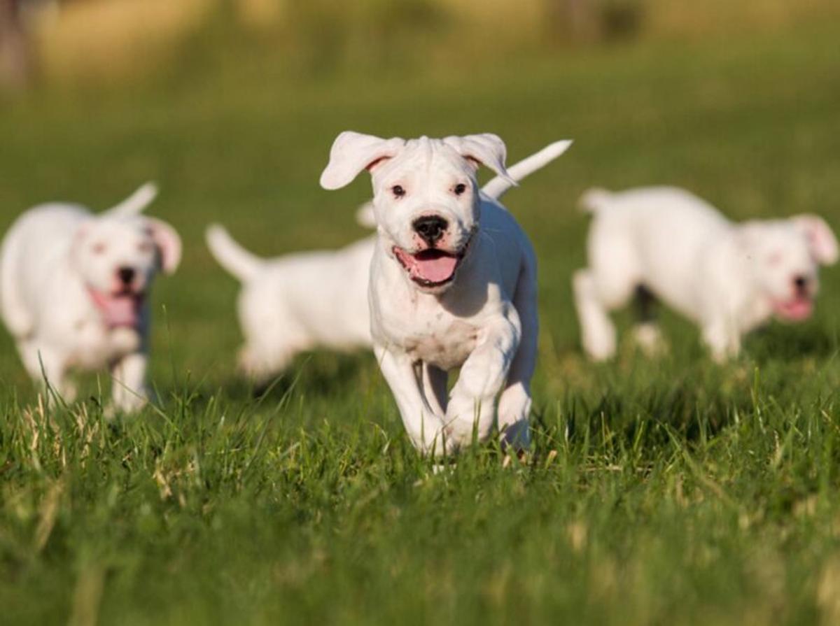 ¿Cuáles son las razas de perro que dejarán de ser potencialmente peligrosas?