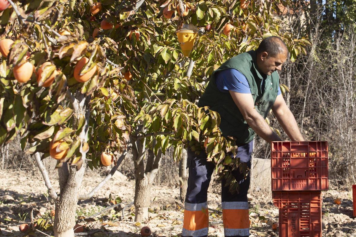 Trabajos de recolección en un campo de caquis, en una imagen de archivo.