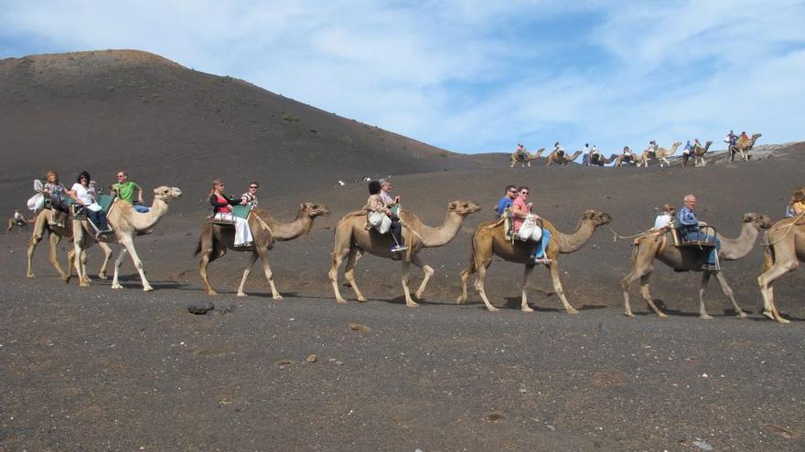 Paseo de turistas en camello en Timanfaya.