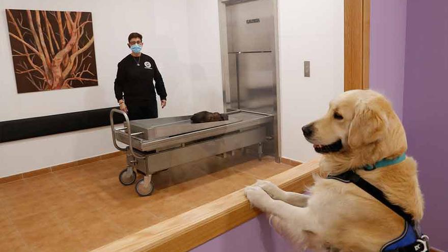 El perro de la famila contempla una perra en las instalaciones de Cremandogal; detrás, Belén Abalde, del servicio funerario de mascotas. J