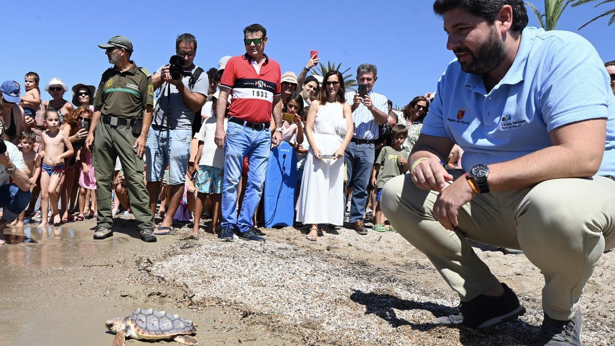El presidente del Gobierno regional, Fernando López Miras, durante la suelta de 30 ejemplares de tortuga boba en playa de Isla Playa, en Cartagena.