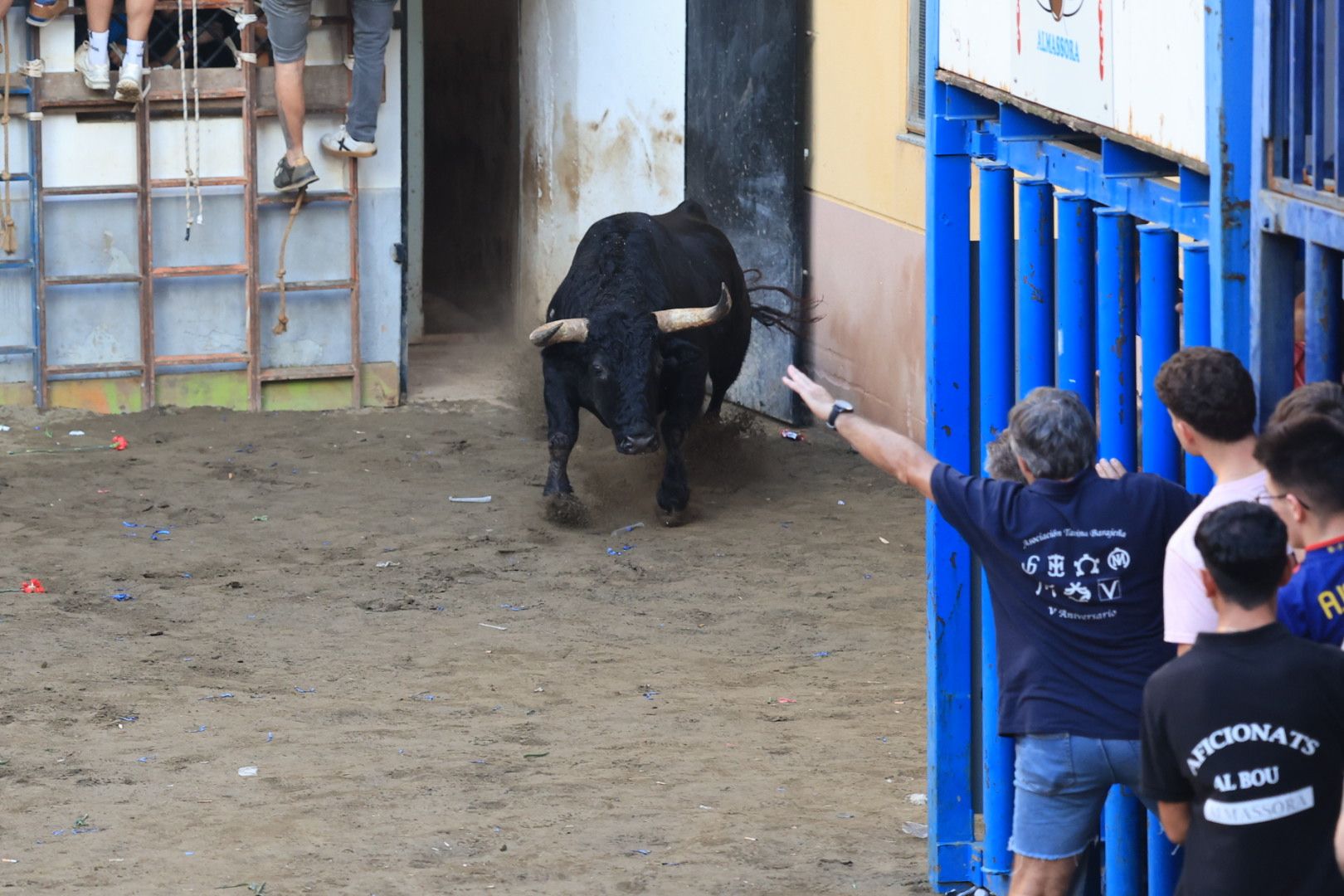 Las imágenes del primer encierro y de las exhibiciones taurinas de las fiestas de Almassora