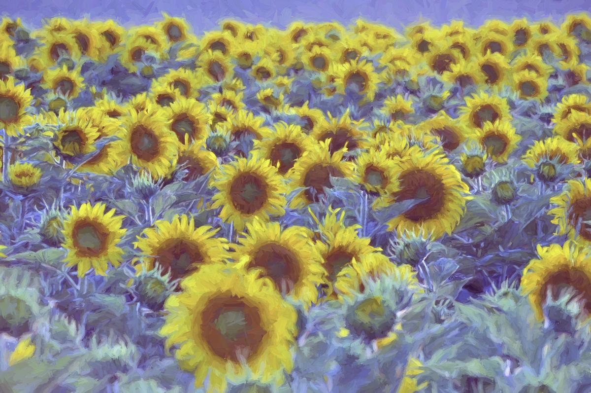 Yo le preguntaría por su obsesión con los girasoles
