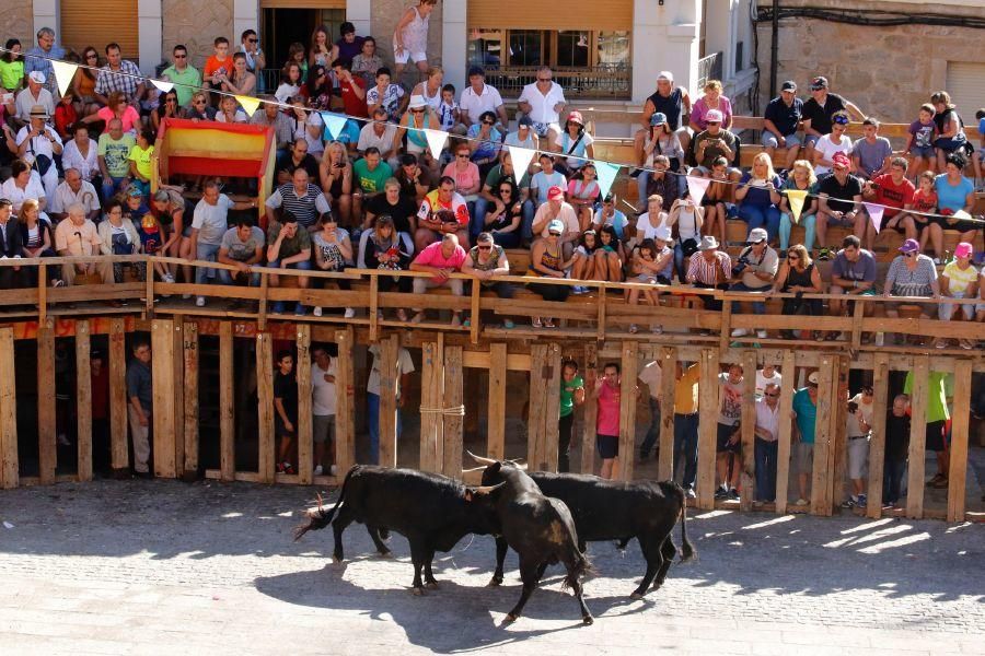 Fiestas en Zamora: Último encierro en Fermoselle