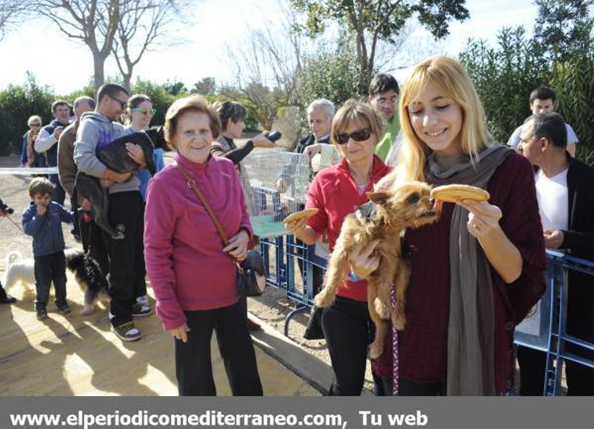 GALERÍA FOTOS: Castellón celebra Sant Antoni