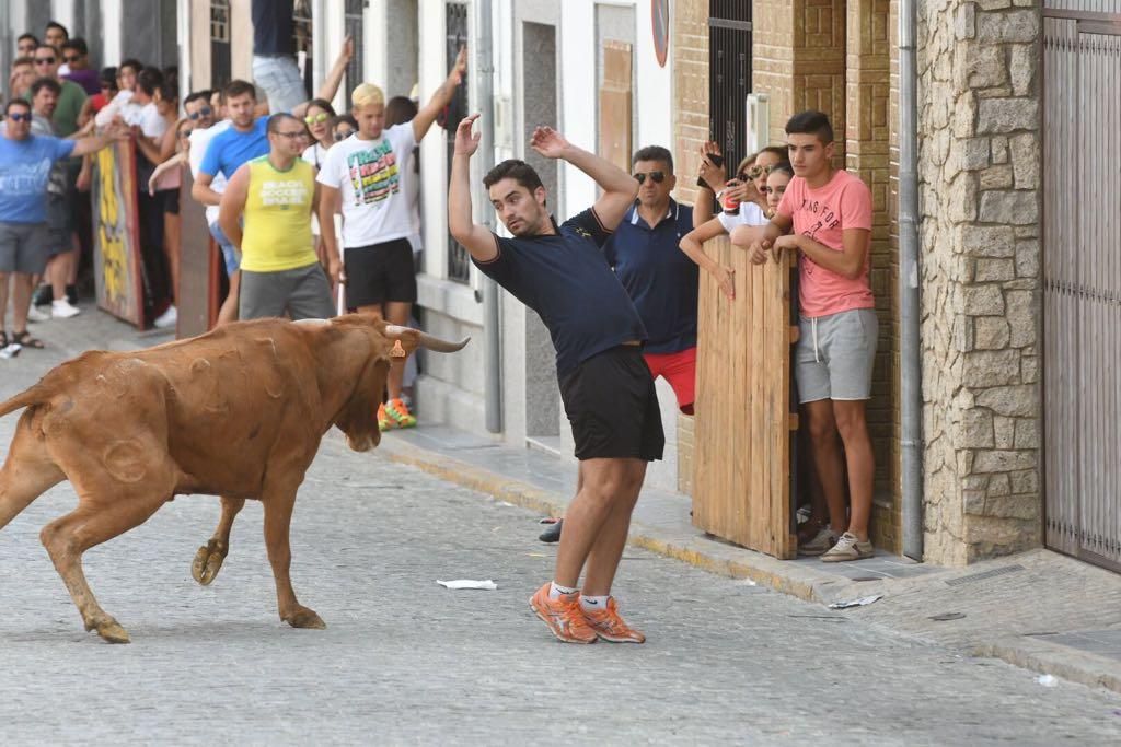 Fotogalería / Encierro de las vacas de El Viso