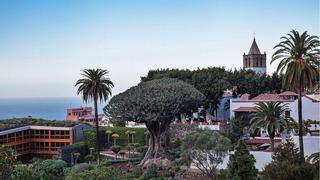 Un chequeo en el Drago Milenario: así está la salud del árbol más famoso de Canarias