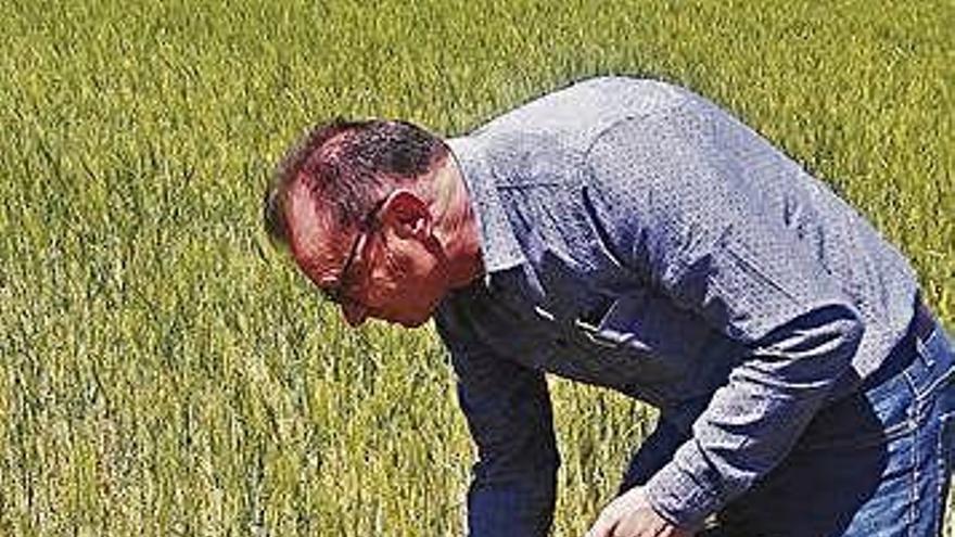 Perito agrario tasando daños de cereal en la pasada campaña.