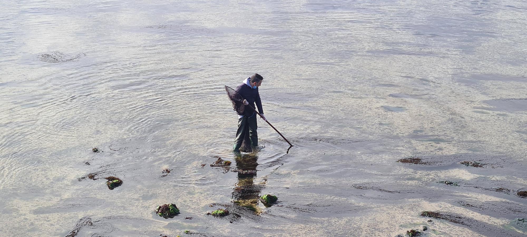 La pesca artesanal del chopo subsiste bajo el puente de A Toxa