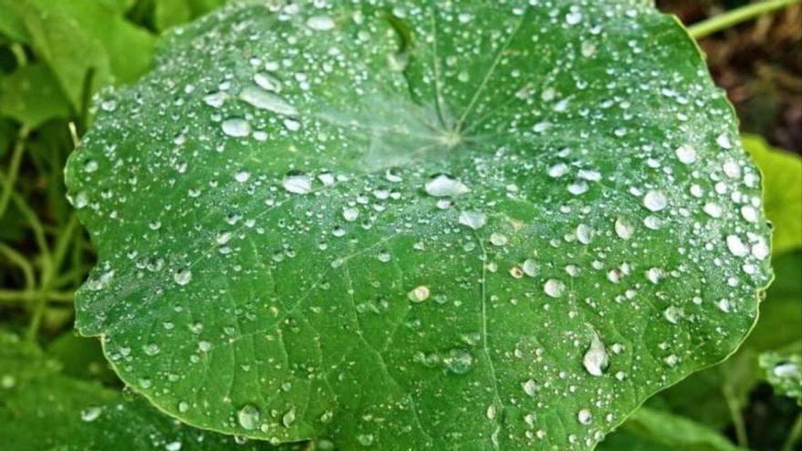 Las plantas pueden sentir el sonido de la lluvia, según un nuevo estudio del MIT