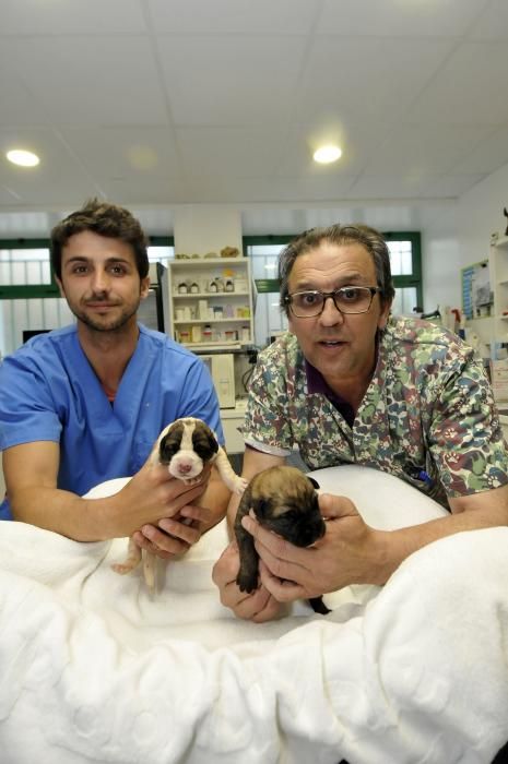 Los dos cachorros supervivientes de Lena