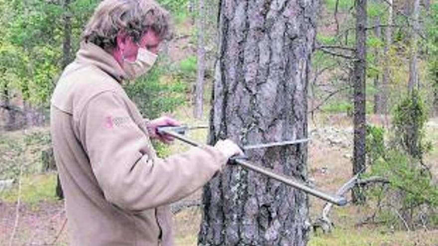 Mesurament del perímetre d’un pi al Penyagolosa. GVA