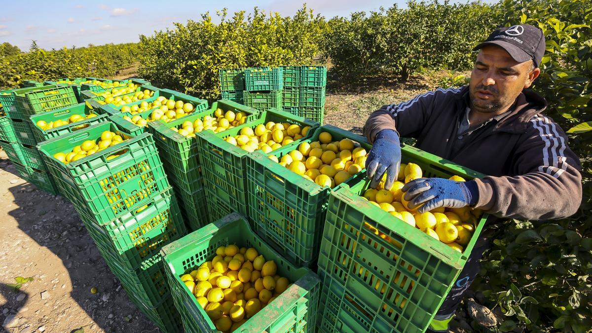 Recolección de limones en una explotación ecológica de Albatera, en una imagen reciente.