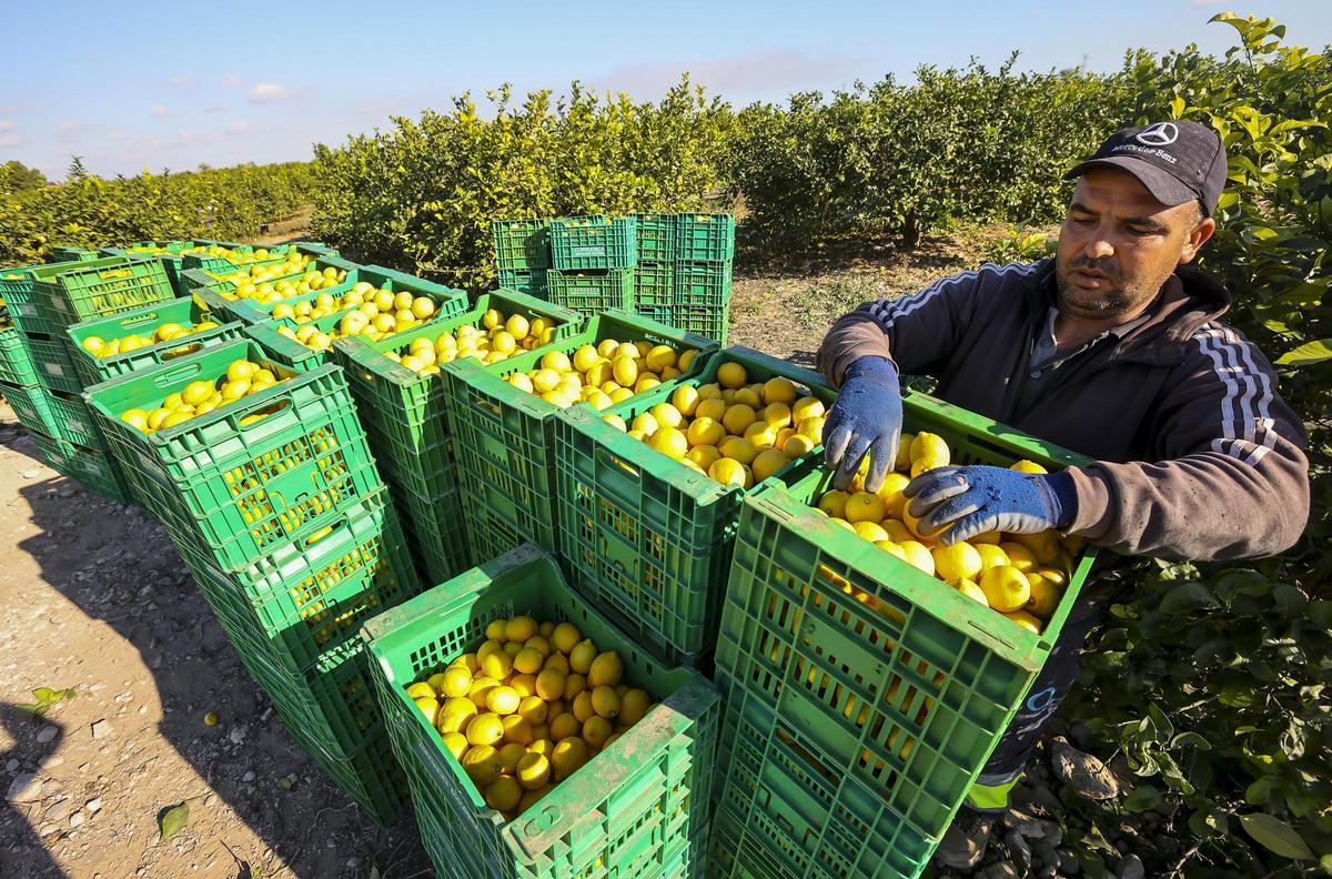 Recolección de limones en una explotación ecológica de Albatera, en una imagen reciente.