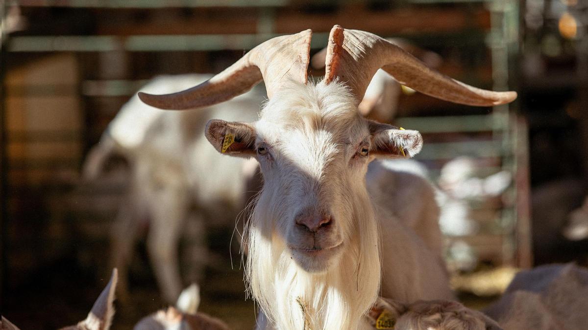 ‘Camí de cabres’: un pòdcast bestial