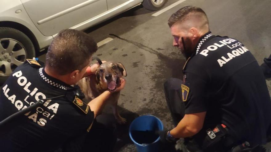 Dos agentes de la Policía Local de Alaquàs atienden a un perro afectado por el incendio.