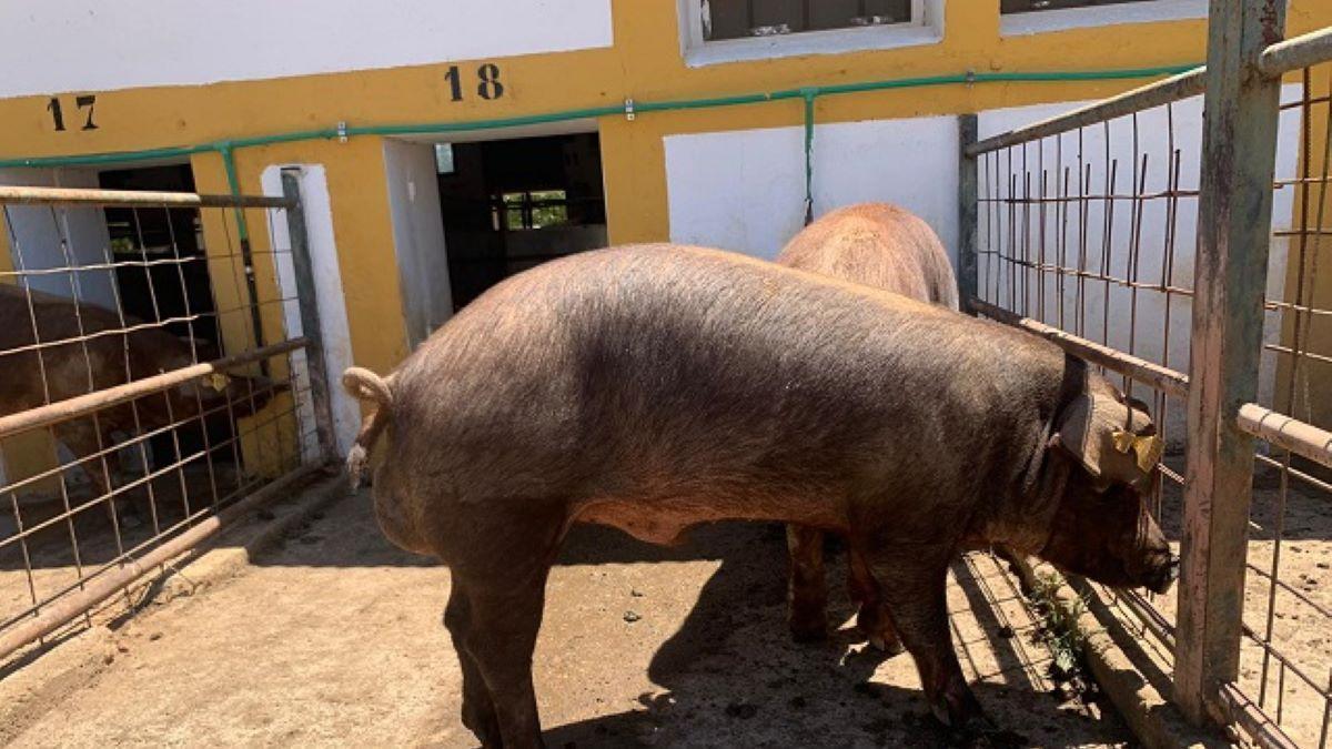 Un cerdo ibérico.