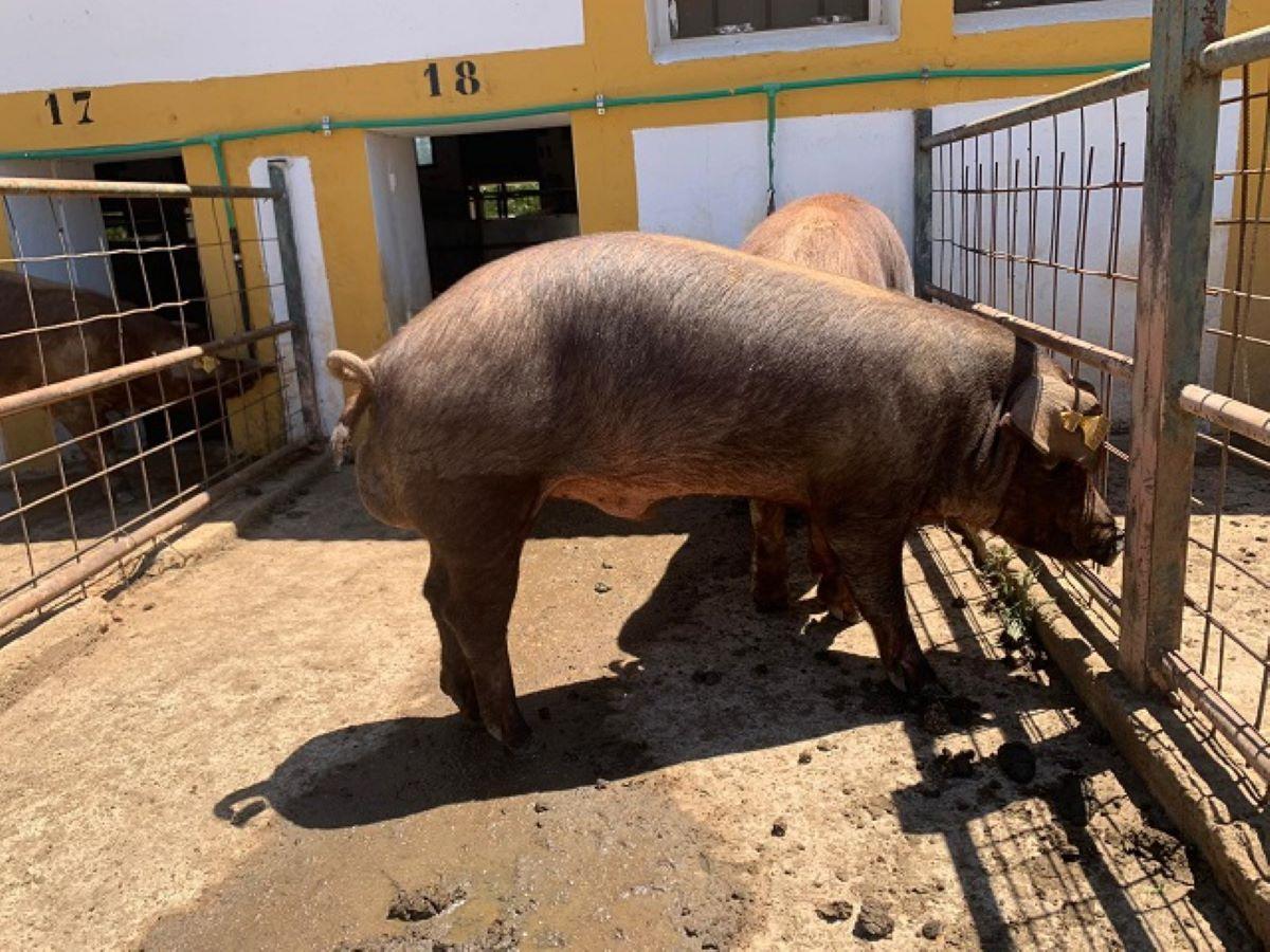 Un cerdo ibérico.