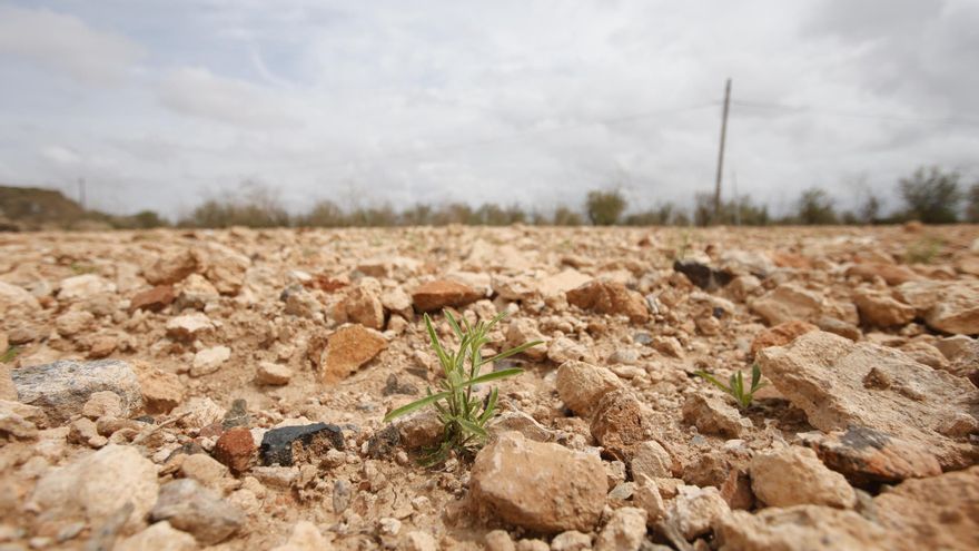 Los agricultores exigen al Gobierno regional y al Ministerio ayudas directas por la sequía
