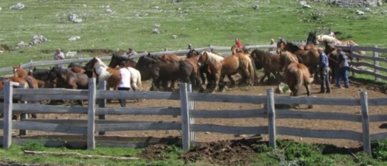 Caballos de León, durante su identificación en el corral de Pinos.