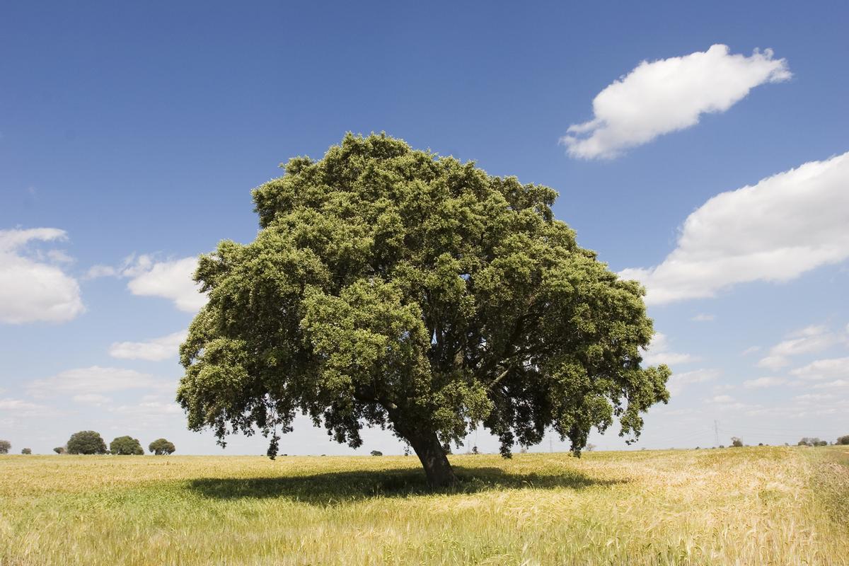 Árbol de encina.