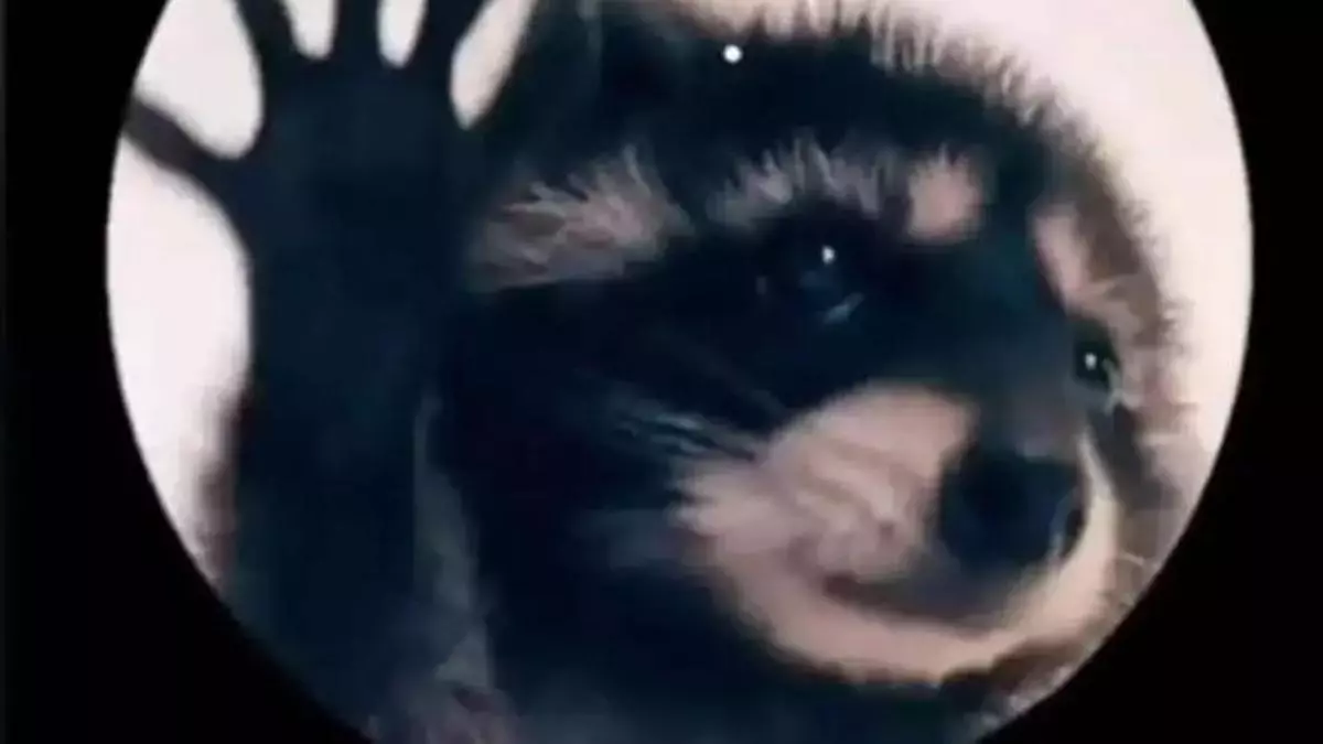 Toda la historia detrás del mapache que baila al ritmo de 'Pedro': este es el origen del video y de la canción