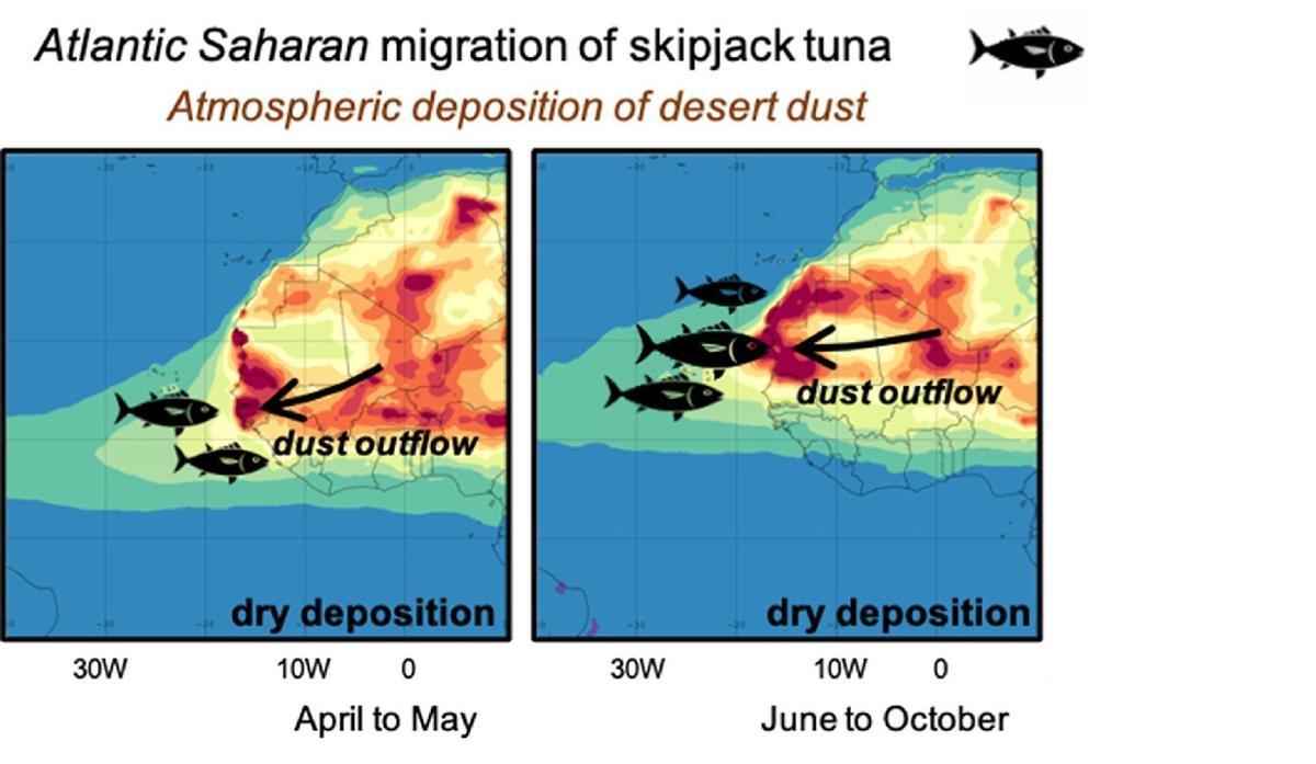 Rutas de migración del atún listado y distribución de la calima