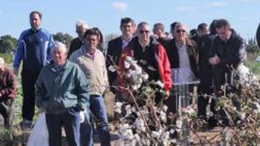 Agricultores, hiladores, representantes de ayuntamientos e investigadores universitarios se reunieron ayer en Almoradí para iniciar la recolecta del algodón en la finca de Pedro Rufete, una de las parcelas experimentales con las que buscan demostrar la calidad que obtienen.