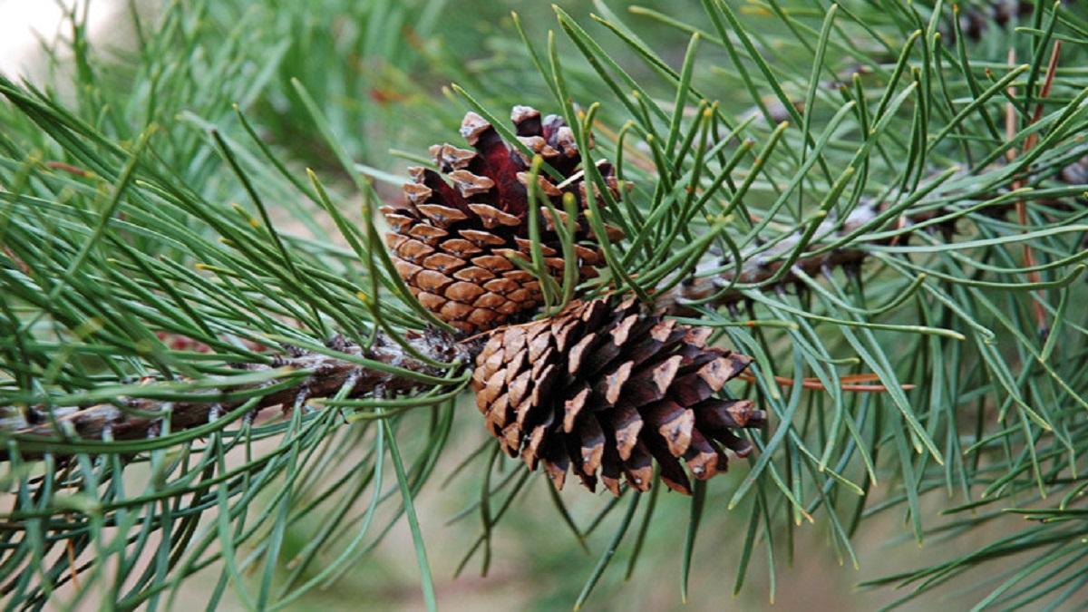 Así luce el Pinus contorta
