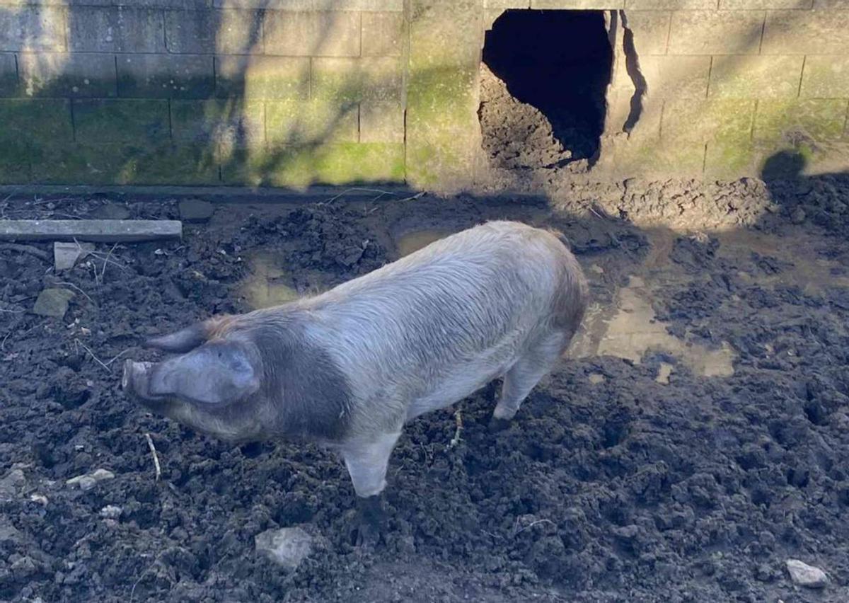 Un cerdo de 250 kilos para la Matanza de Barcia