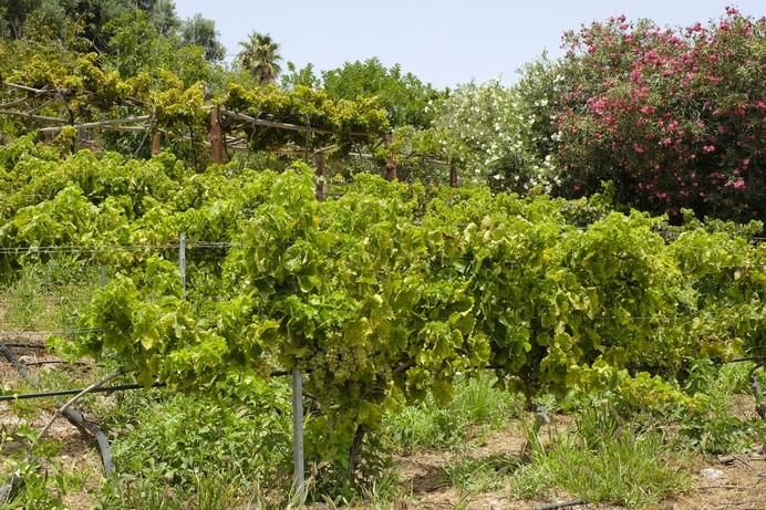 Justus Frankz, en su finca de Monte León