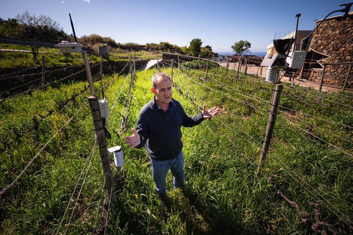 Implementación de la Inteligencia Artificial en la producción de bodegas Viñátigo