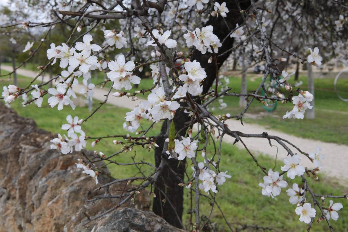 Weiße Pracht auf Mallorca: Die Mandelblüte ist wieder da