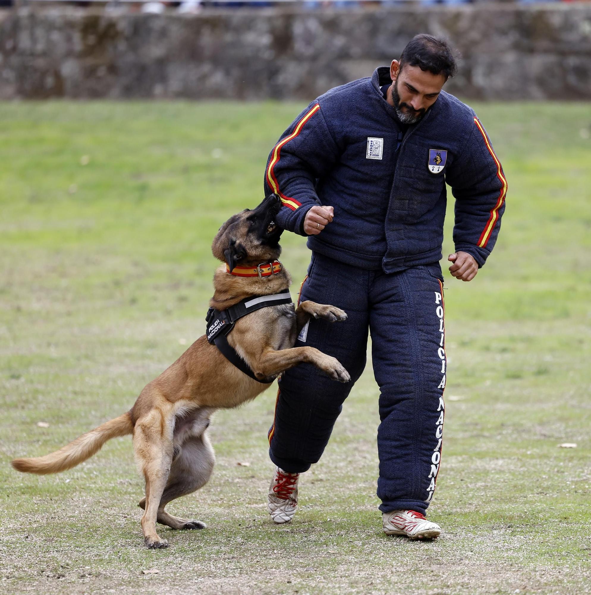 Exhibición de la Policía Nacional en el auditorio de Castrelos en Vigo