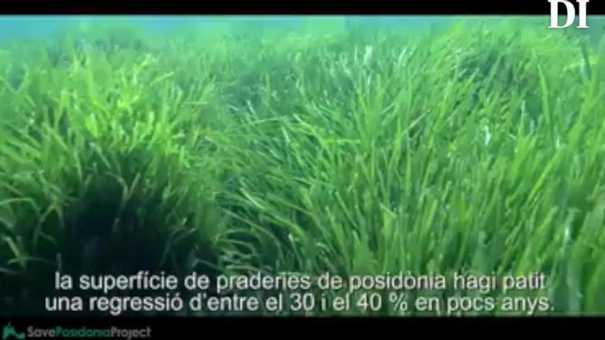Save Posidonia Project.