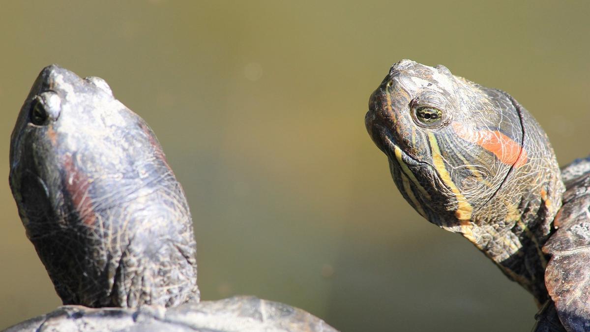 Dos exemplars de tortuga de Florida