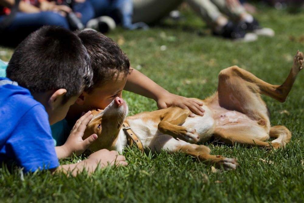 III Feria del Bienestar Animal en Valencia