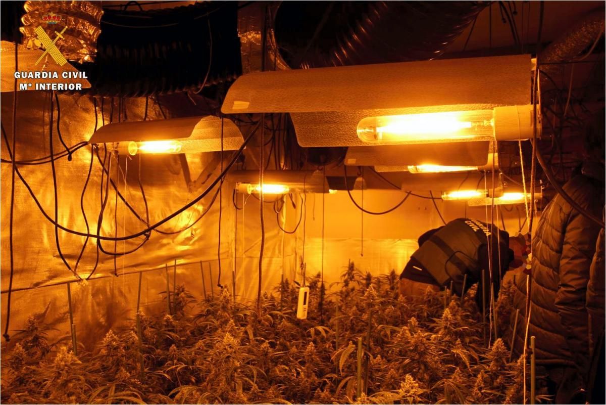 Cinco arrestados en Zaragoza en una redada contra el cultivo ‘indoor’ de marihuana