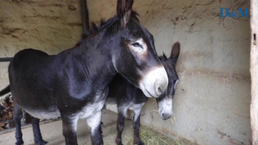 Entrevista animalista con... Menéndez Rojas y sus tres burros