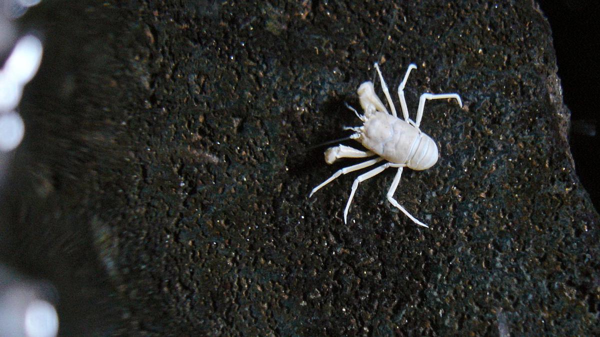 El cangrejito ciego de los Jameos (Munidopsis polymorpha). ED