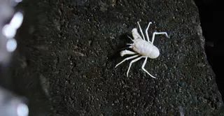 Jameito o el minúsculo y exclusivo habitante de Lanzarote